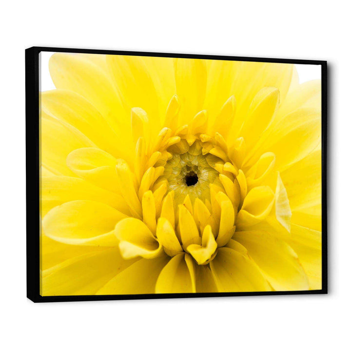 Yellow Chrysanthemum Gold Flower