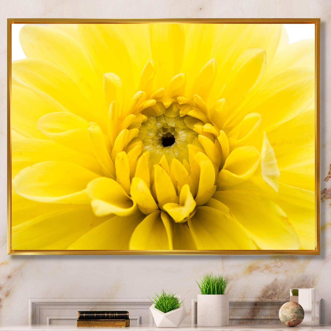 Yellow Chrysanthemum Gold Flower