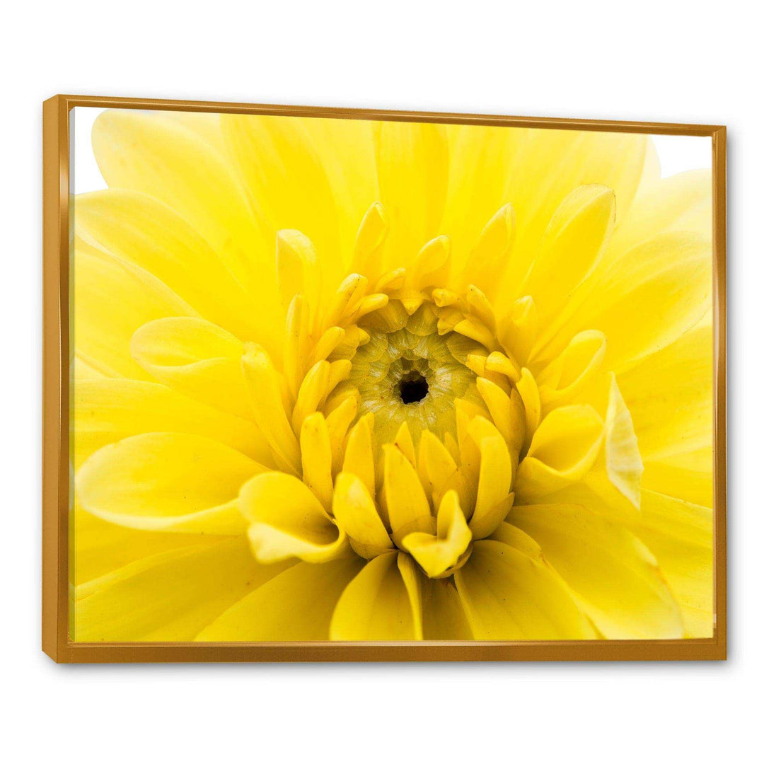 Yellow Chrysanthemum Gold Flower