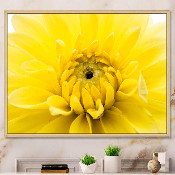 Yellow Chrysanthemum Gold Flower