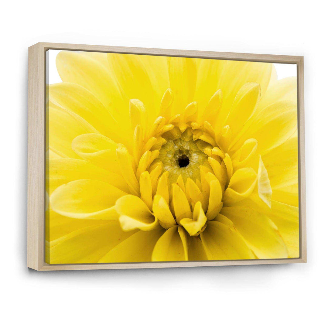 Yellow Chrysanthemum Gold Flower