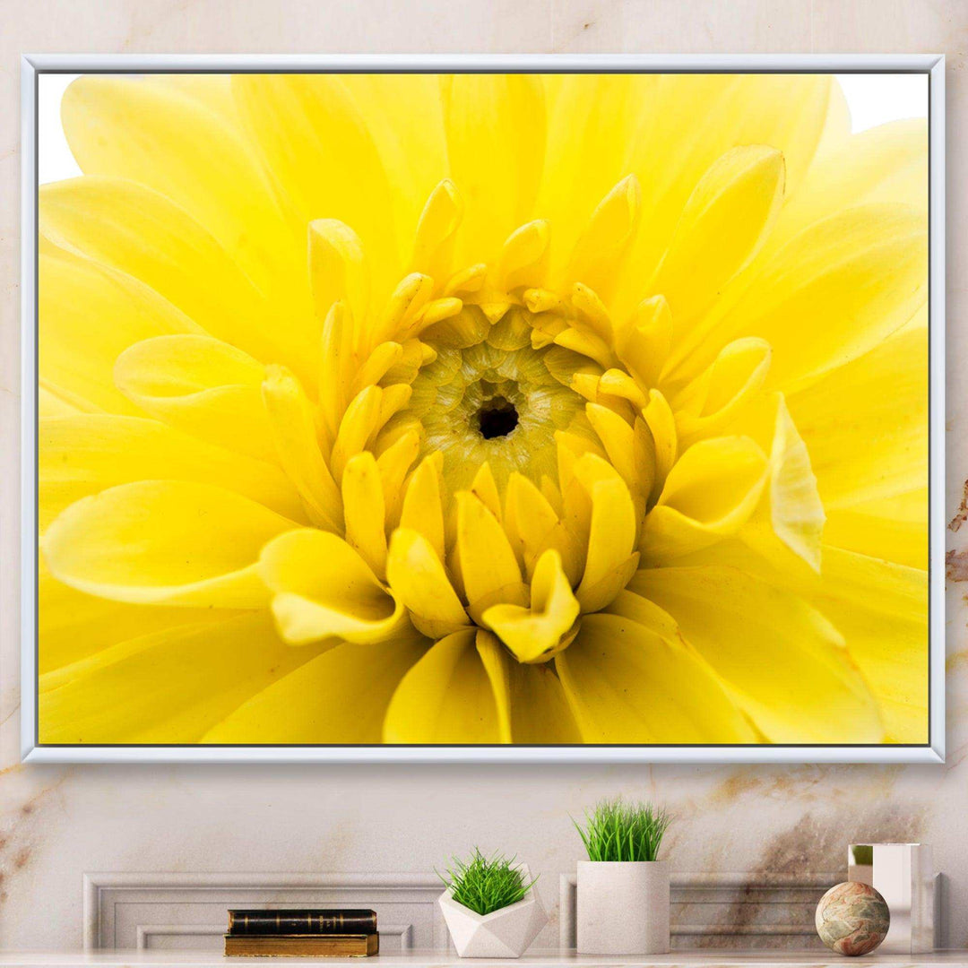 Yellow Chrysanthemum Gold Flower