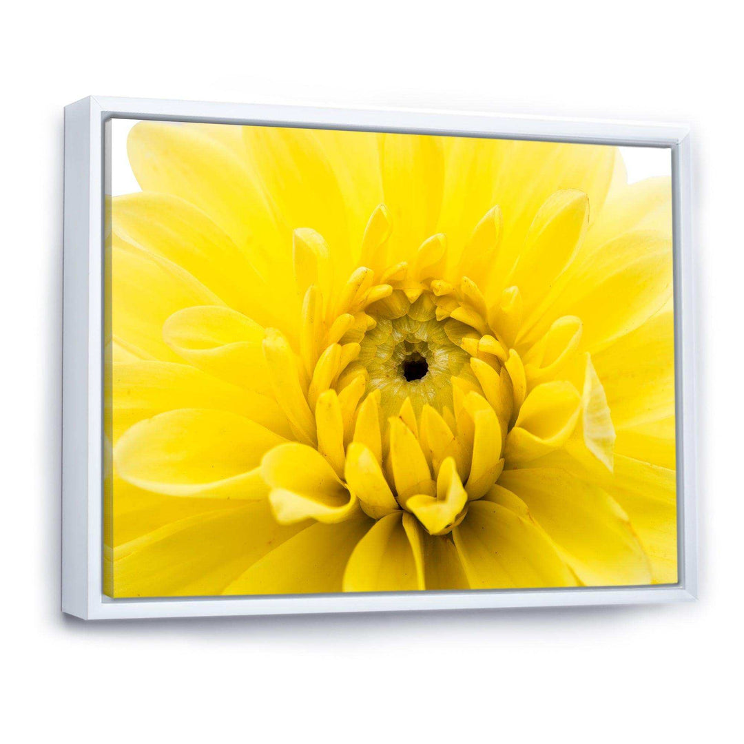 Yellow Chrysanthemum Gold Flower