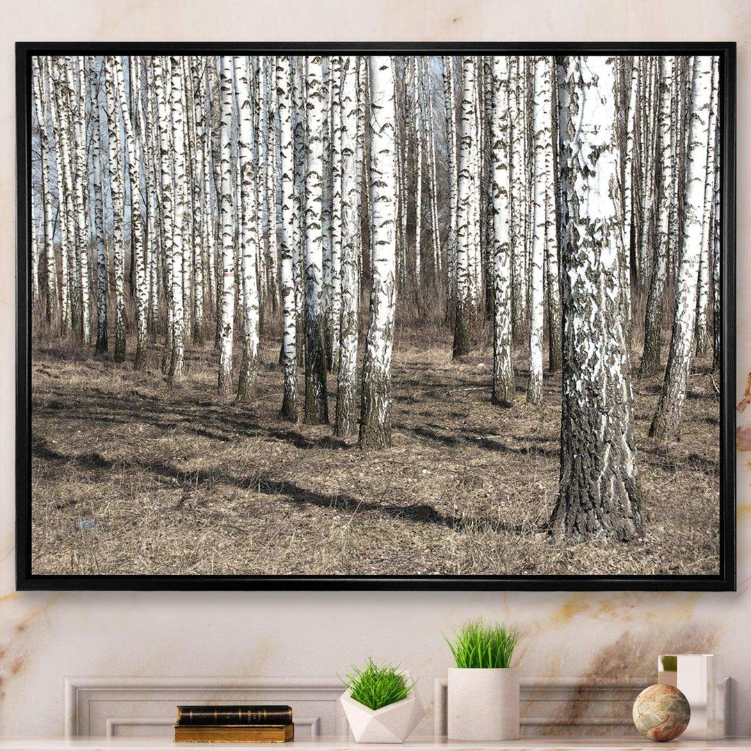 Beautiful Dense Birch Forest View