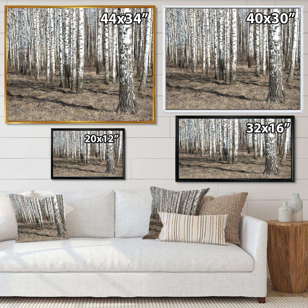 Beautiful Dense Birch Forest View