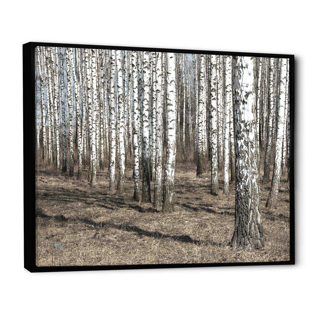 Beautiful Dense Birch Forest View