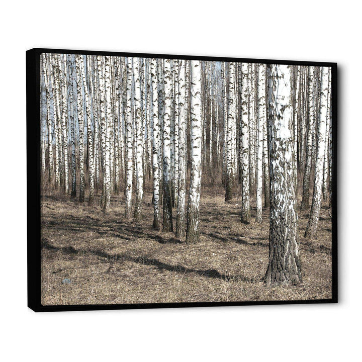 Beautiful Dense Birch Forest View