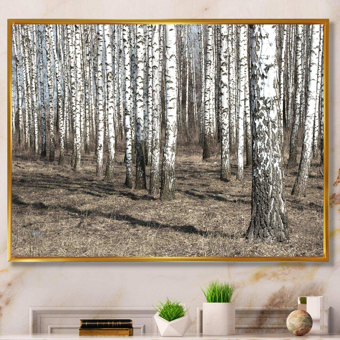 Beautiful Dense Birch Forest View