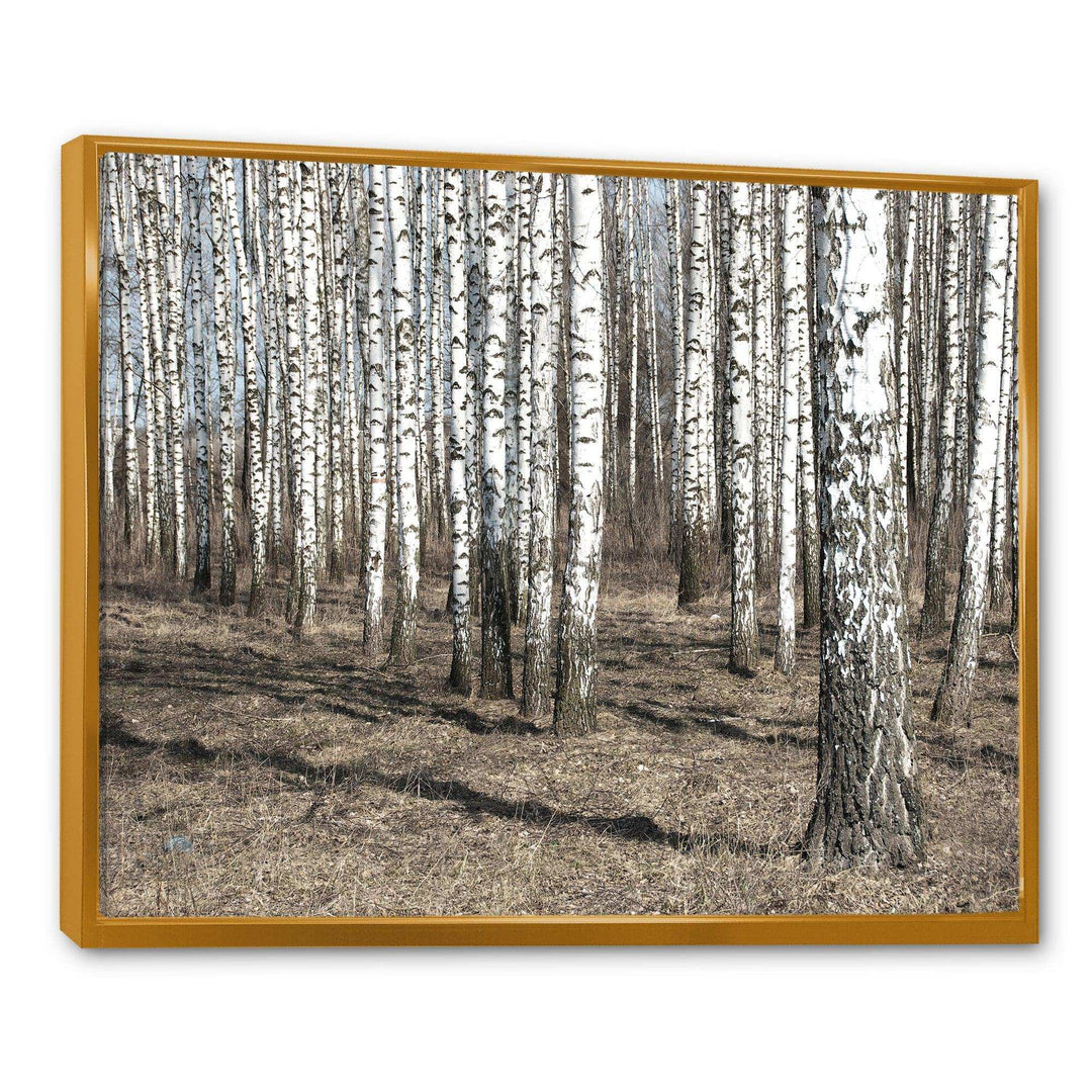 Beautiful Dense Birch Forest View