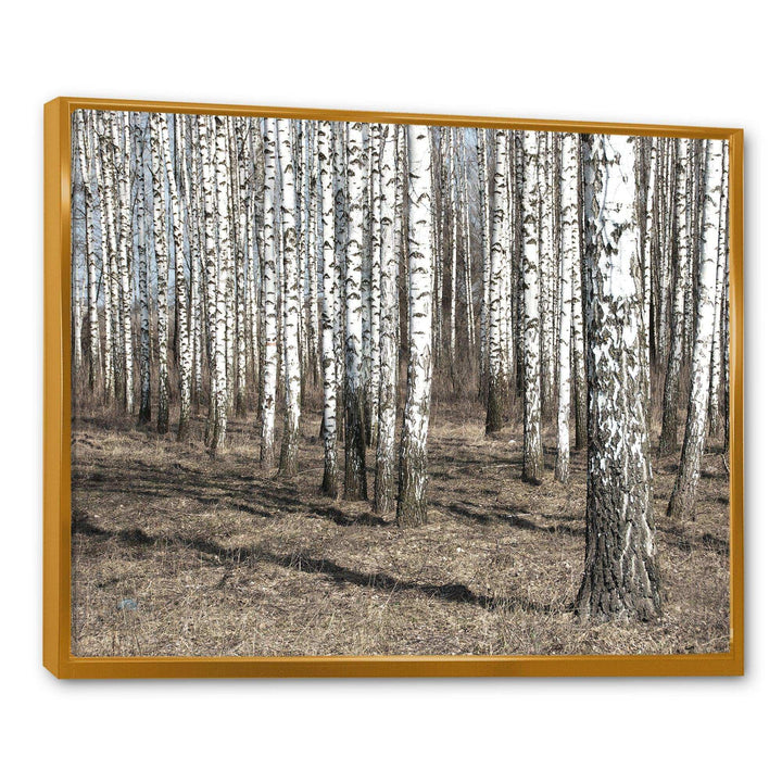 Beautiful Dense Birch Forest View