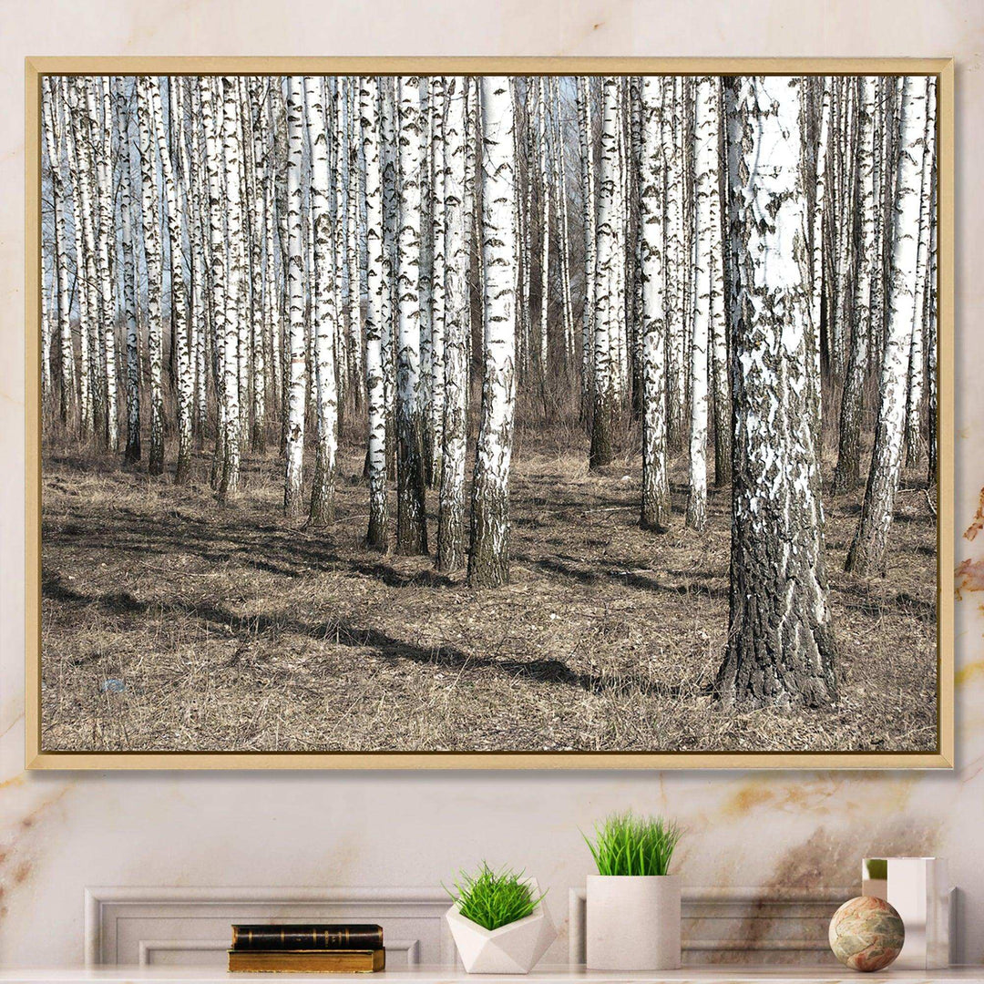 Beautiful Dense Birch Forest View