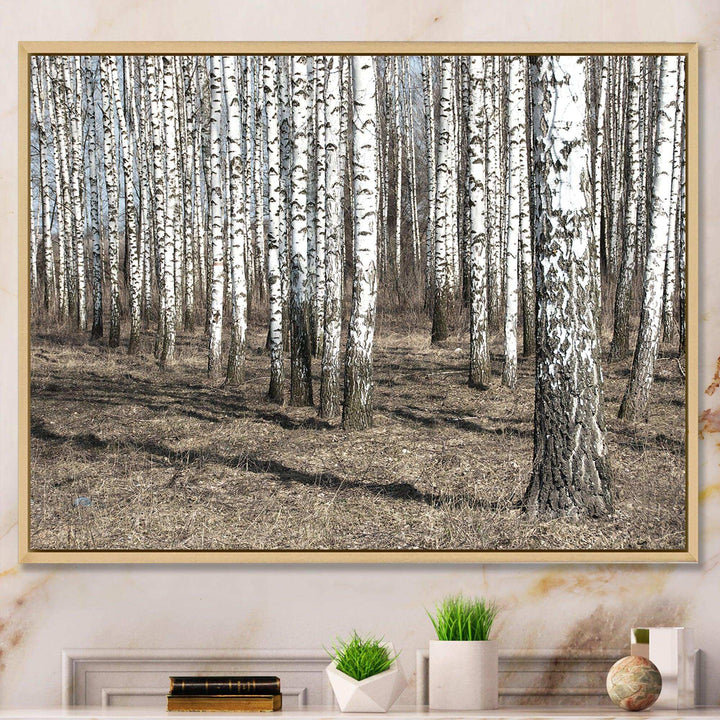 Beautiful Dense Birch Forest View