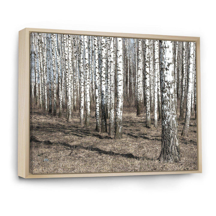 Beautiful Dense Birch Forest View