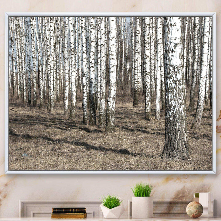 Beautiful Dense Birch Forest View