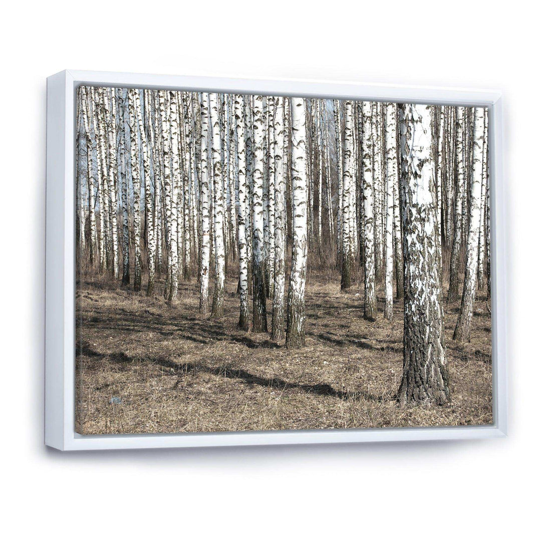 Beautiful Dense Birch Forest View