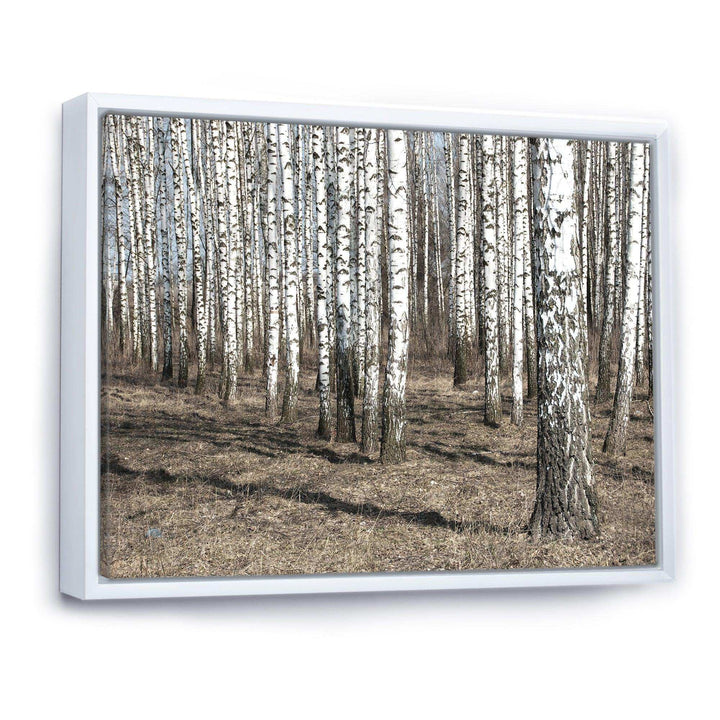 Beautiful Dense Birch Forest View