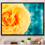 Rose Flower with Lit up Background