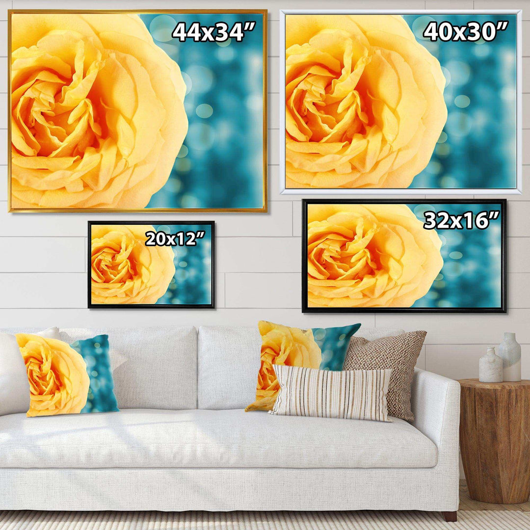 Rose Flower with Lit up Background
