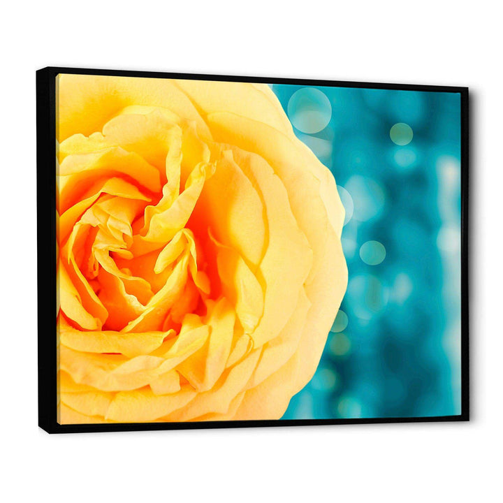 Rose Flower with Lit up Background