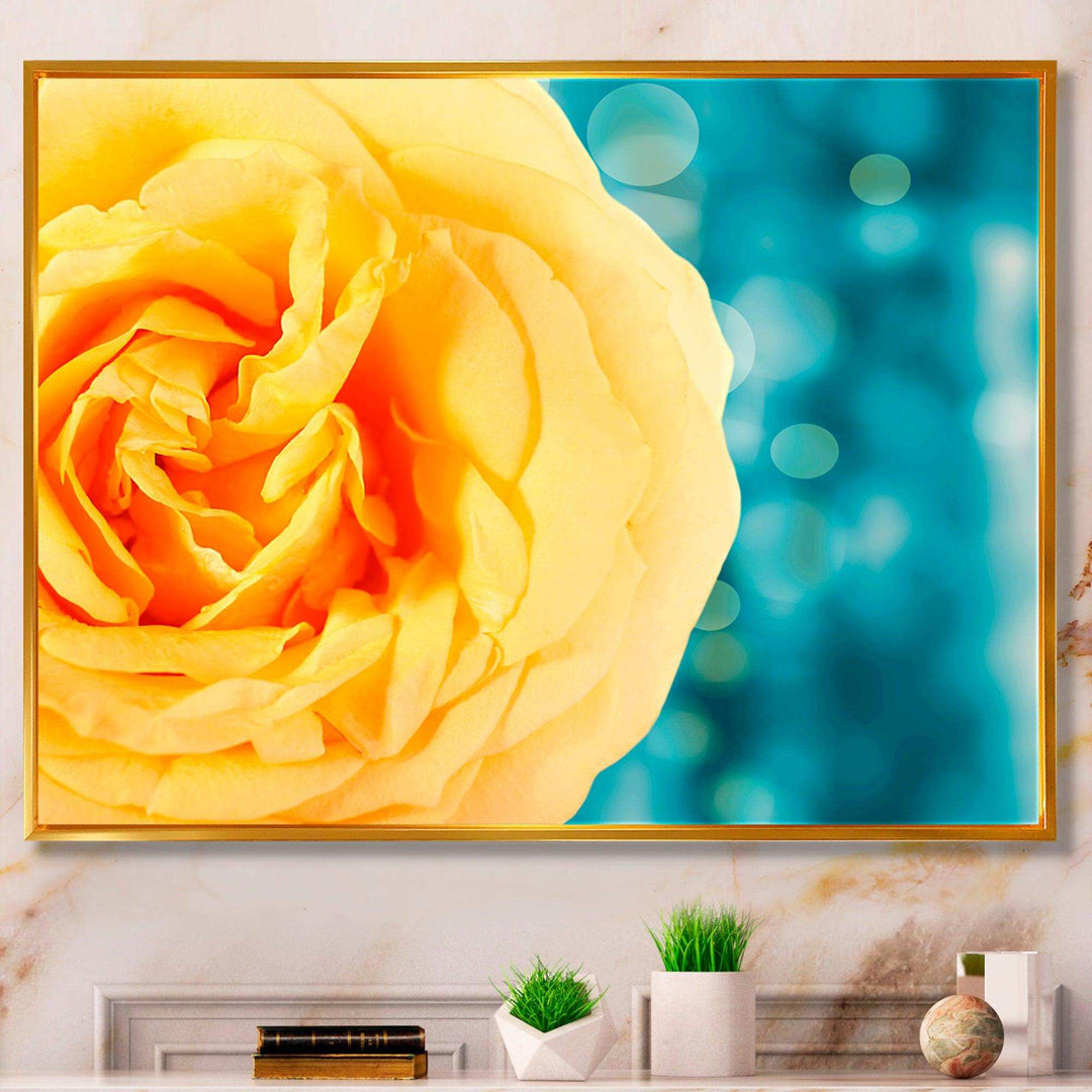 Rose Flower with Lit up Background
