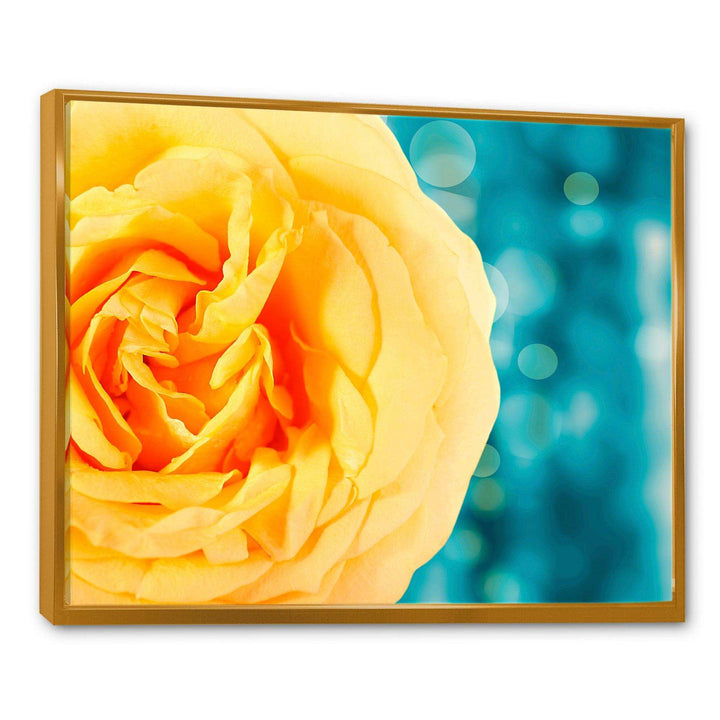 Rose Flower with Lit up Background