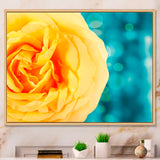 Rose Flower with Lit up Background