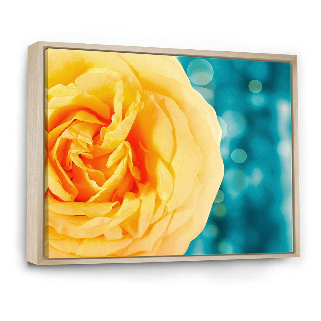 Rose Flower with Lit up Background