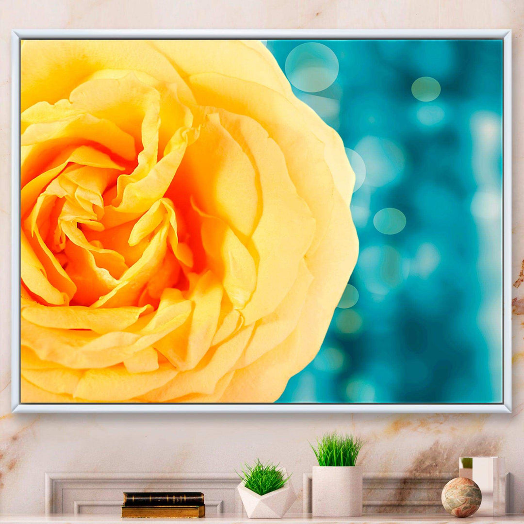 Rose Flower with Lit up Background