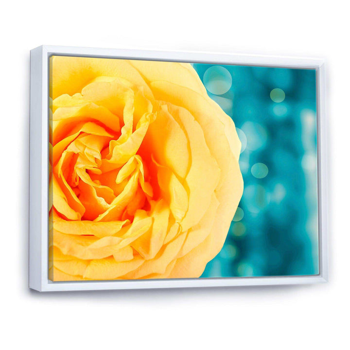 Rose Flower with Lit up Background