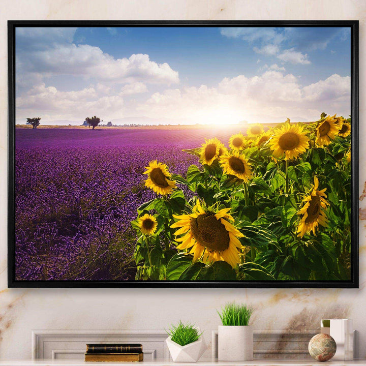 Lavender and Sunflower Fields