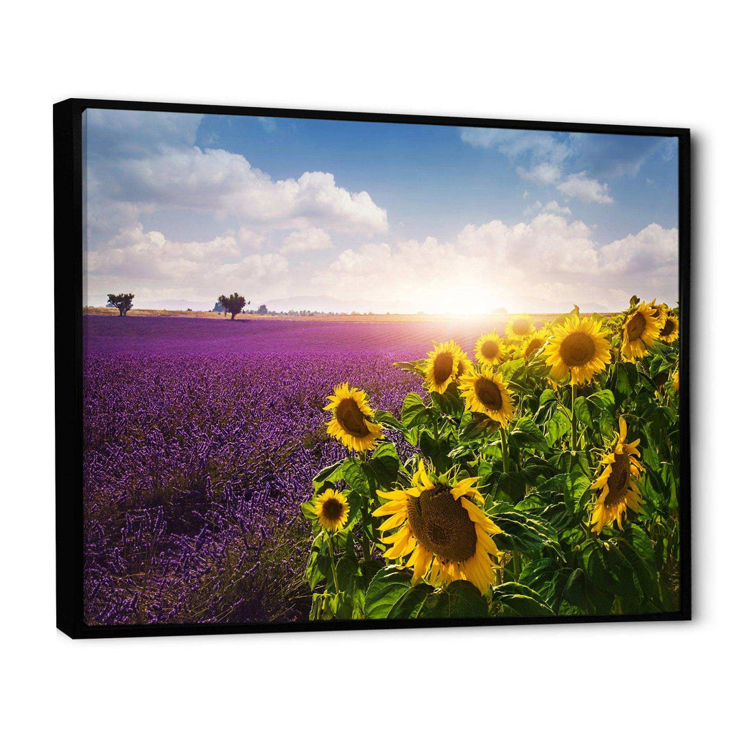 Lavender and Sunflower Fields