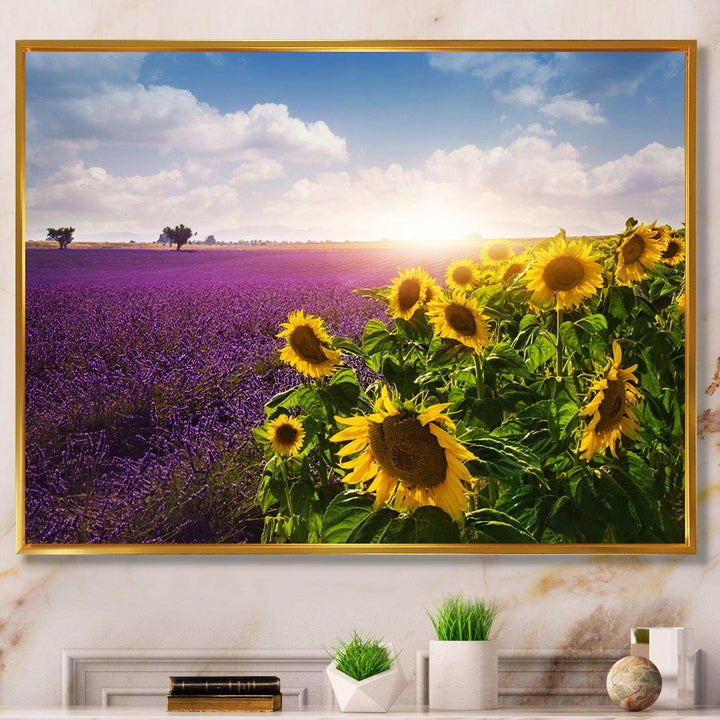 Lavender and Sunflower Fields