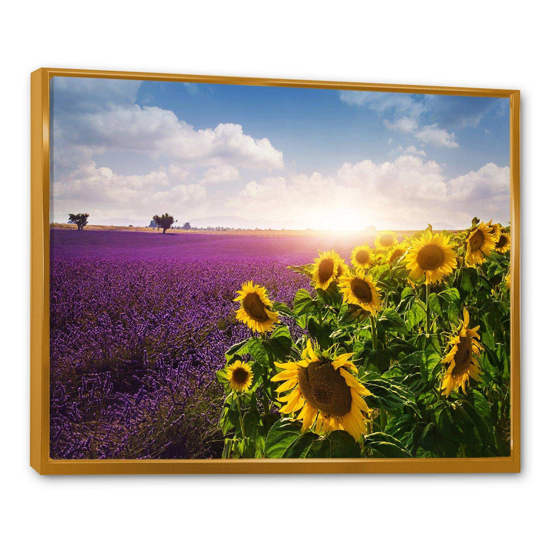 Lavender and Sunflower Fields