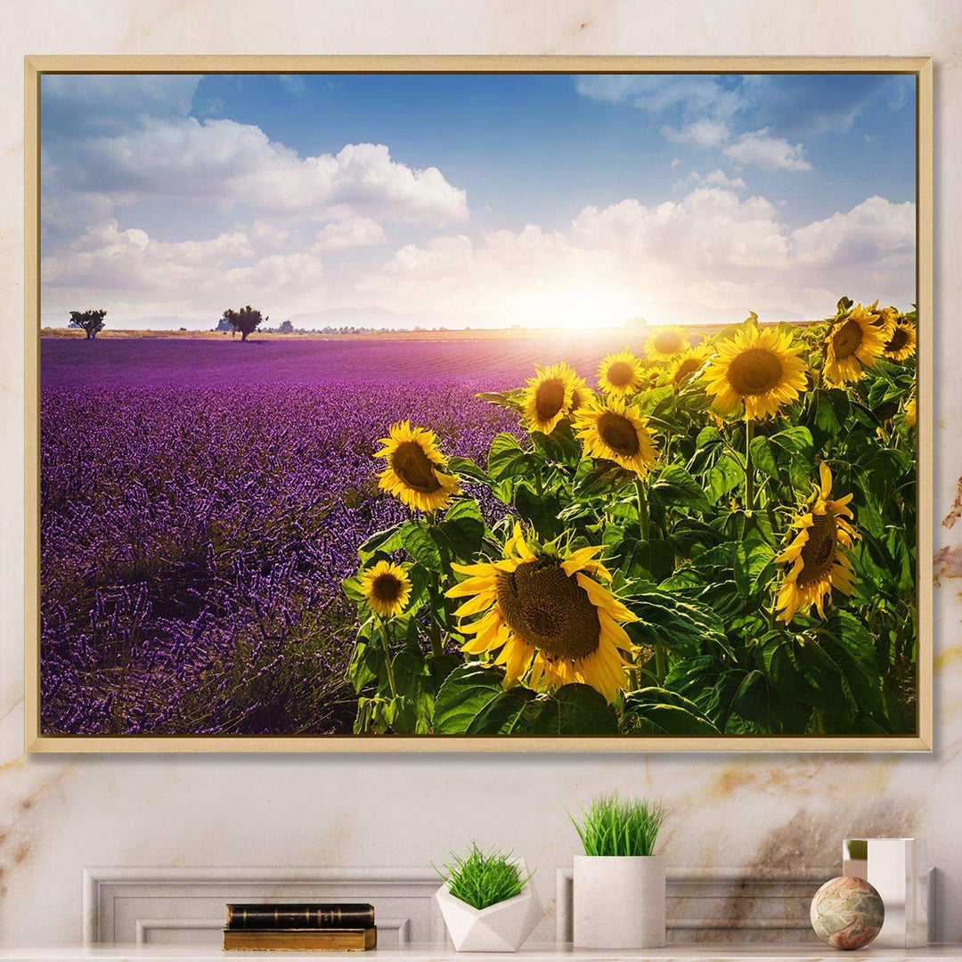 Lavender and Sunflower Fields
