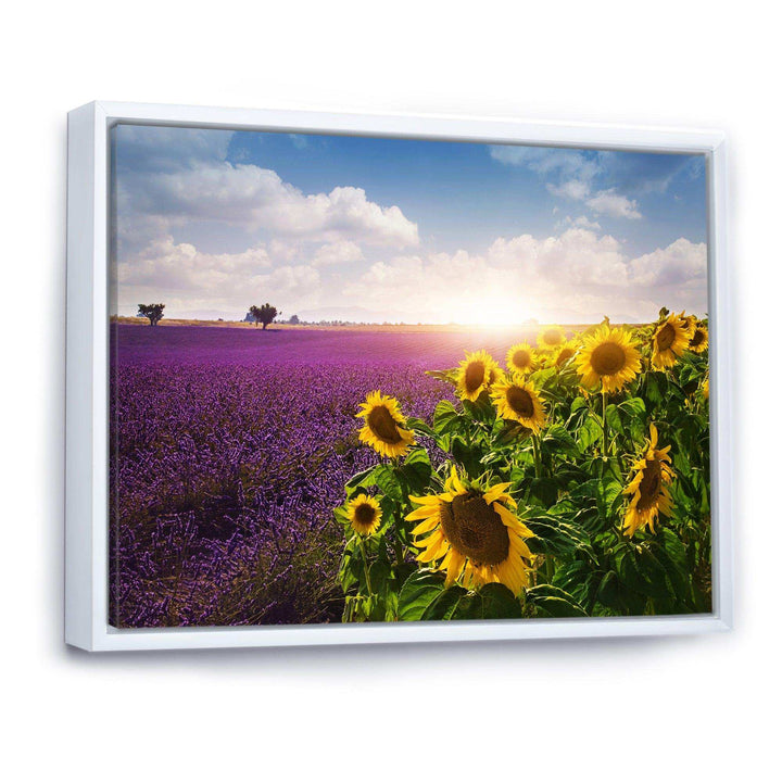 Lavender and Sunflower Fields