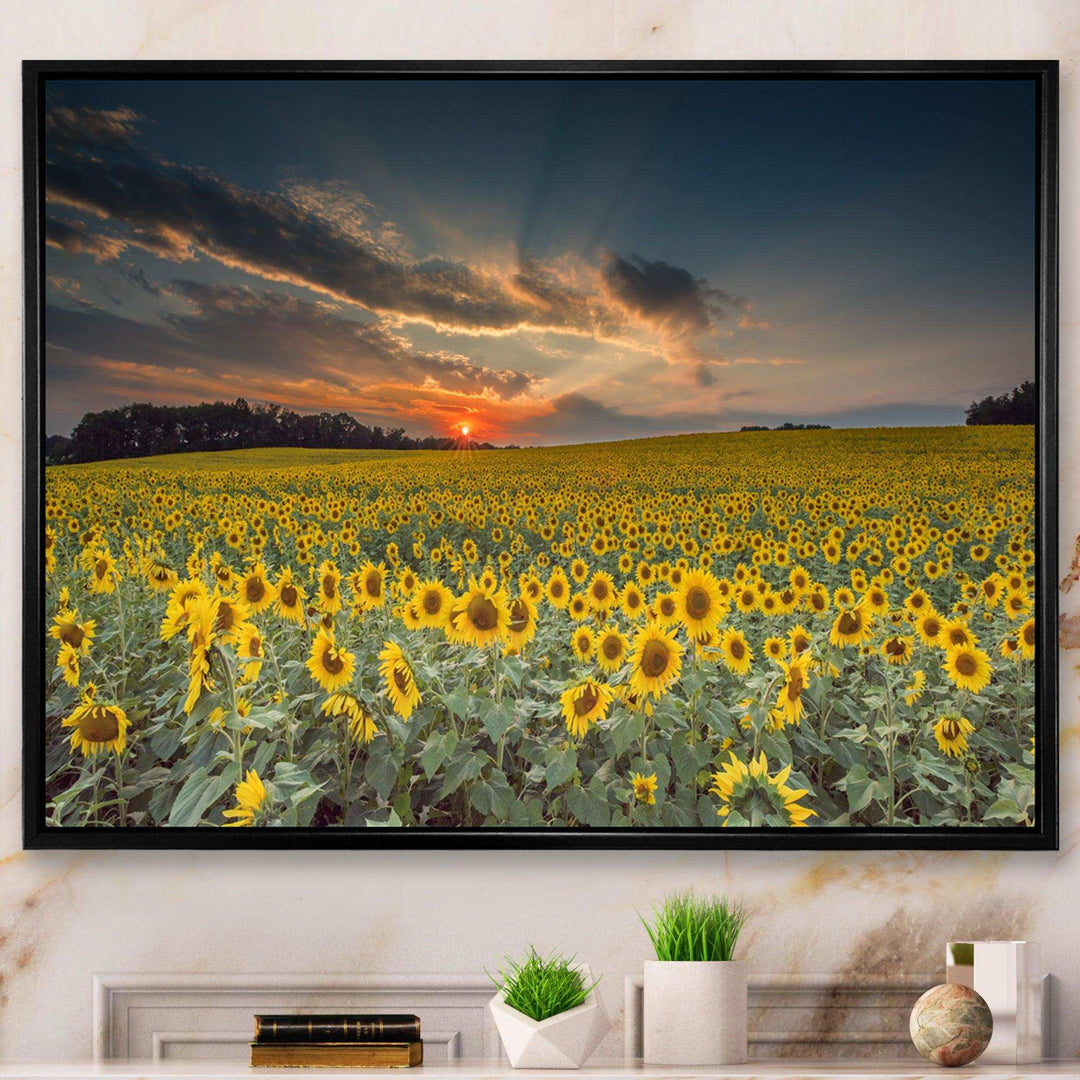 Sunflower Sunset with Cloudy Sky