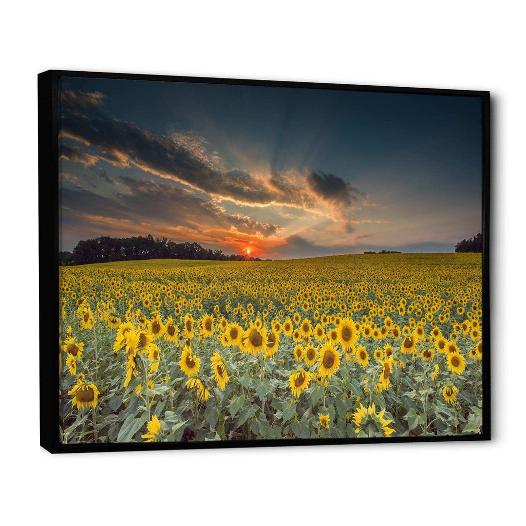 Sunflower Sunset with Cloudy Sky