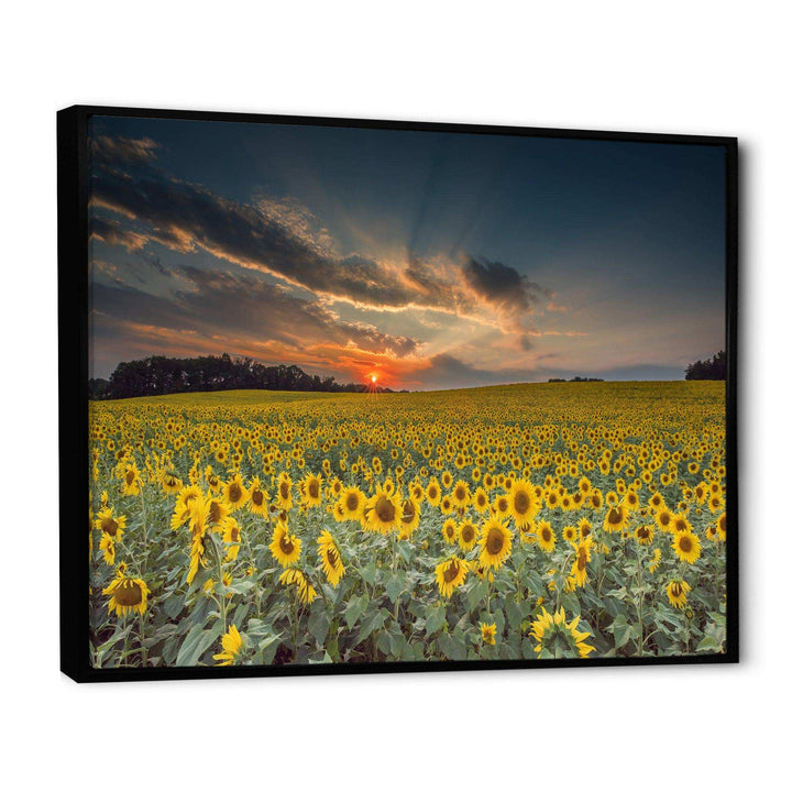 Sunflower Sunset with Cloudy Sky