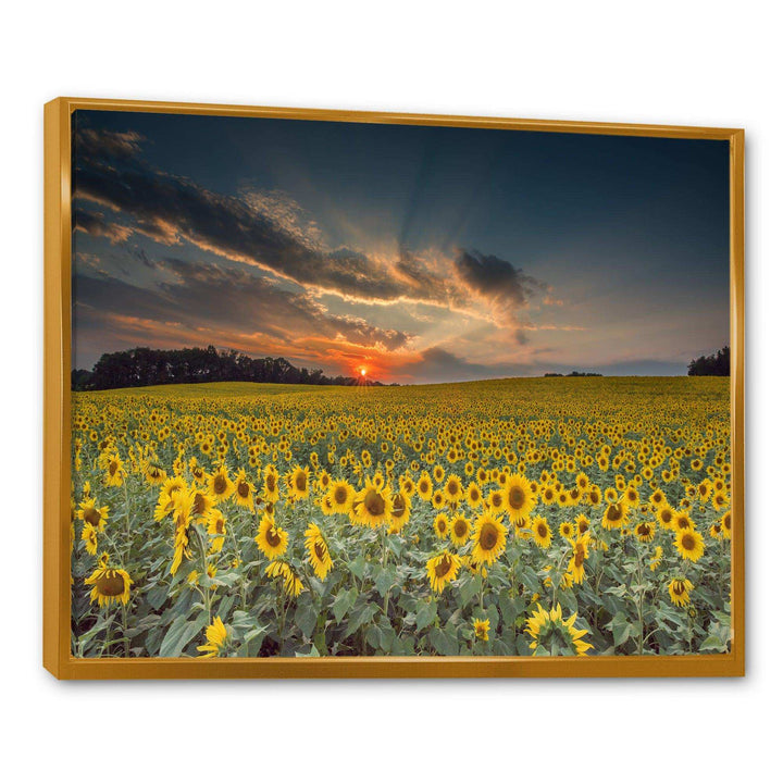 Sunflower Sunset with Cloudy Sky