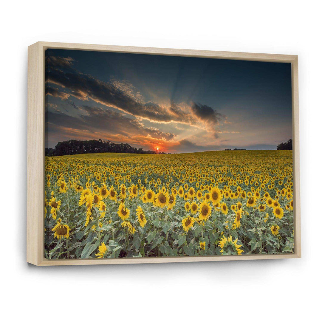 Sunflower Sunset with Cloudy Sky