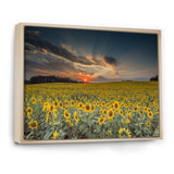 Sunflower Sunset with Cloudy Sky