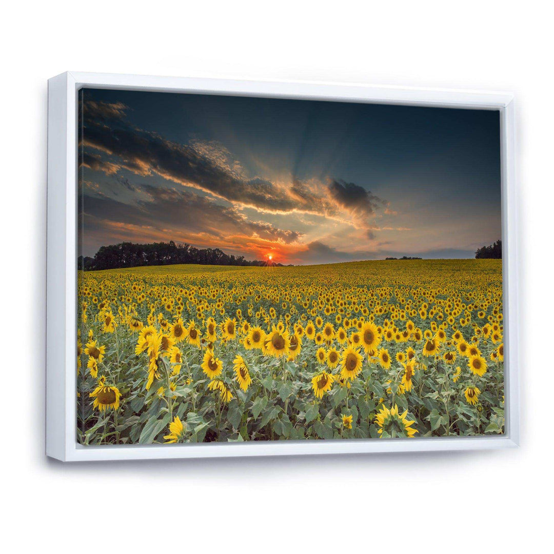 Sunflower Sunset with Cloudy Sky