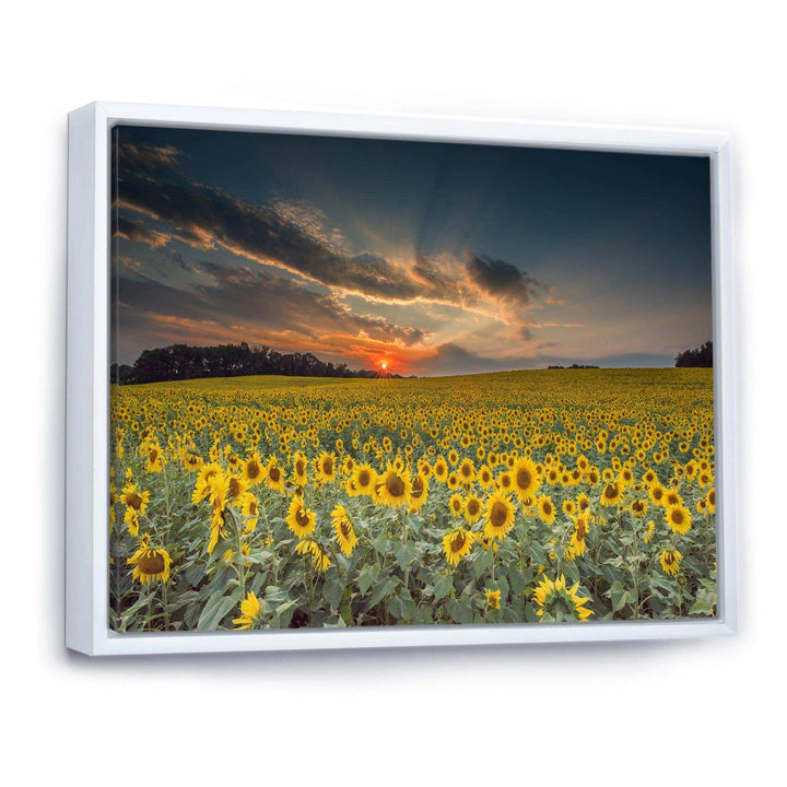 Sunflower Sunset with Cloudy Sky