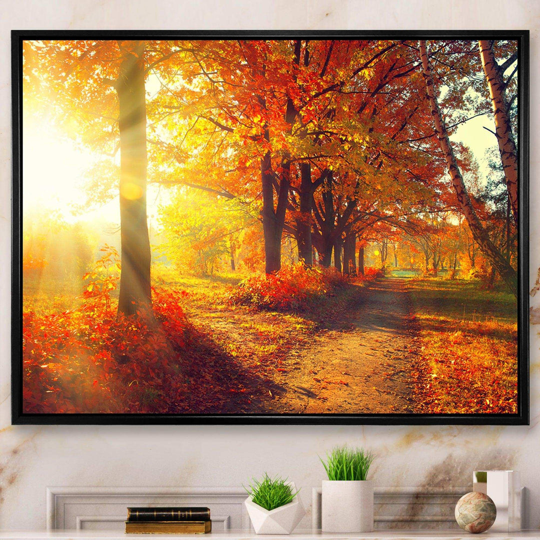 Autumnal Trees in Sunrays