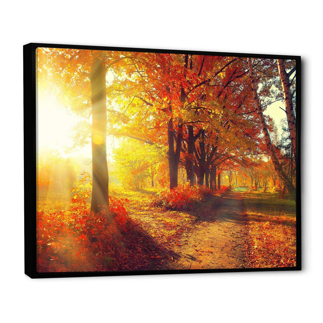 Autumnal Trees in Sunrays