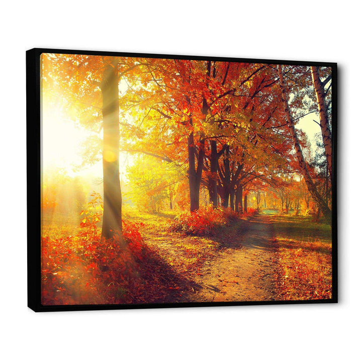 Autumnal Trees in Sunrays