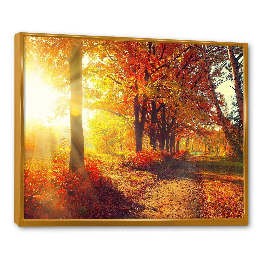Autumnal Trees in Sunrays