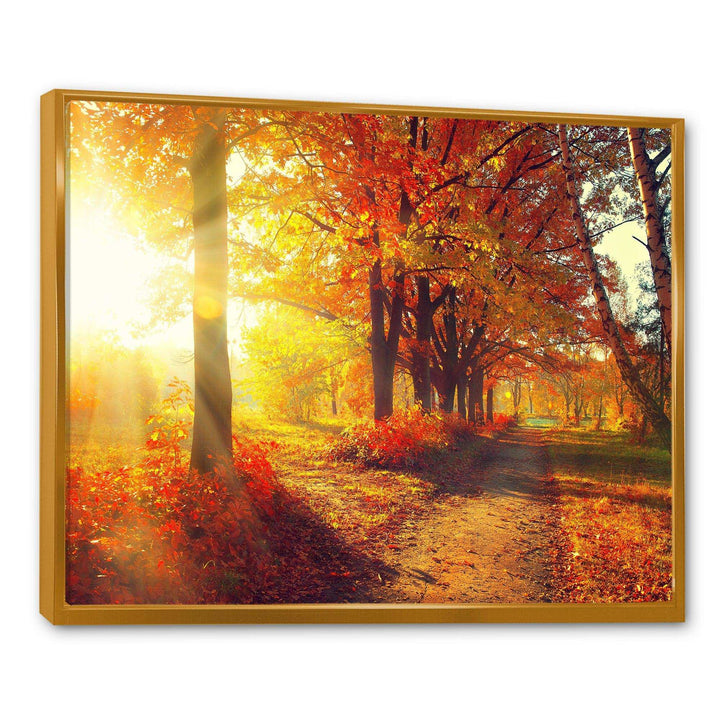 Autumnal Trees in Sunrays