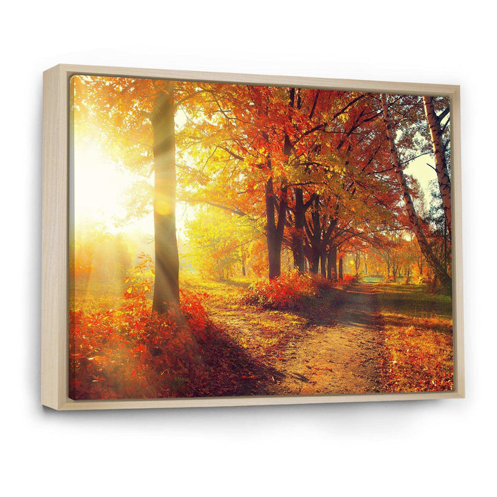 Autumnal Trees in Sunrays