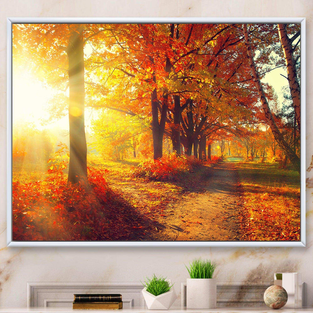 Autumnal Trees in Sunrays